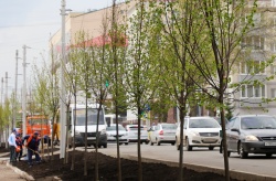 Уфа: В городе продолжается работа по кронированию деревьев