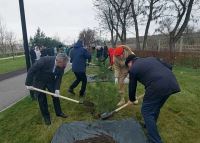 Волгоград: В память о героях - в городе появилась аллея кедров из Сибири