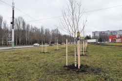 Пенза: Более 160 новых деревьев высадили в микрорайоне Арбеково
