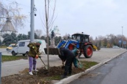 Астрахань: В городе высадили около 500 крупномерных деревьев