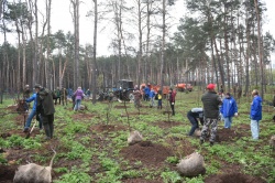 Набережные Челны: 350 деревьев высажено в парке культуры и отдыха в поселке ГЭС