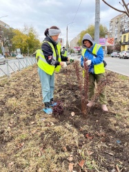 Энгельс: В городе продолжается осенняя высадка деревьев и кустарников
