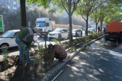 Астрахань: В городе высадят пять тысяч кустарников и две тысячи деревьев