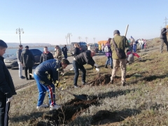 Тольятти: На набережной Комсомольского района высадили березовую аллею