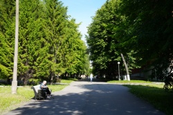 Ульяновск: В следующие три года в городе продолжится инвентаризация зелёных насаждений