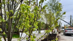 Уфа: Этой осенью в городе высадят более 1200 деревьев