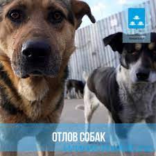 Новокуйбышевск: Уже 230 бездомных животных отловлены с улиц города в 2023 году.